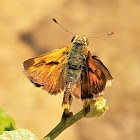 Woodland skipper