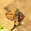 Woodland skipper