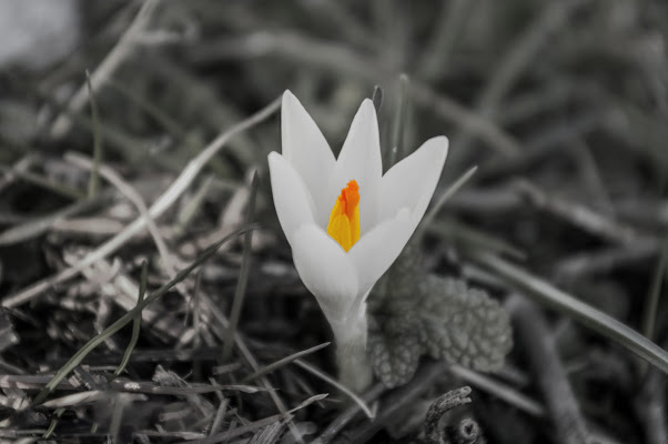 Il giallo in un fiore di Marck Nibi