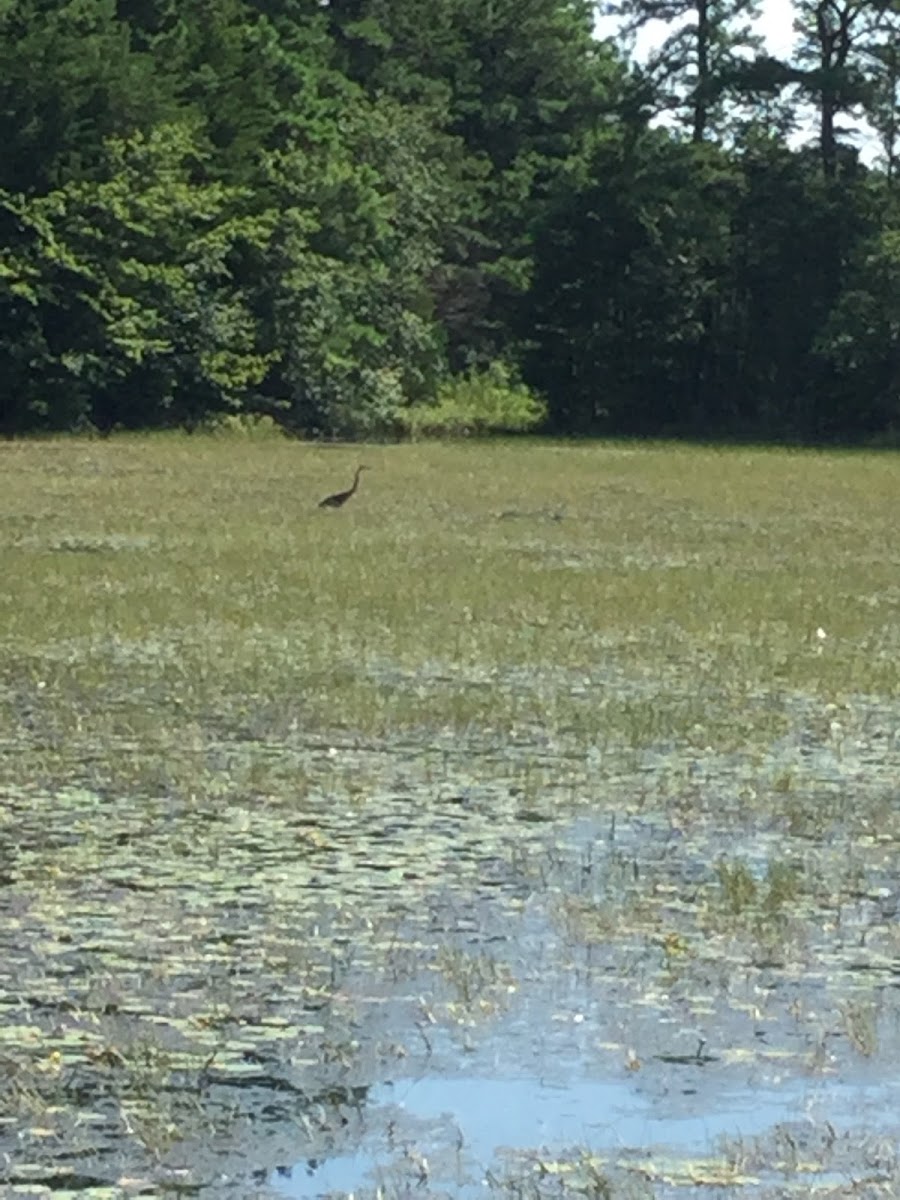 Blue Heron