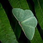 Cream-fringed Emerald