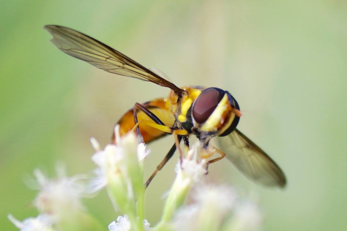 Hoverfly