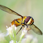 Hoverfly