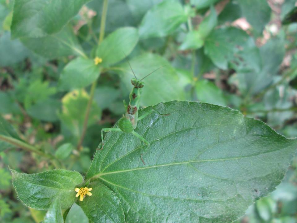 Jewelled Flower Mantis