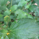 Jewelled Flower Mantis