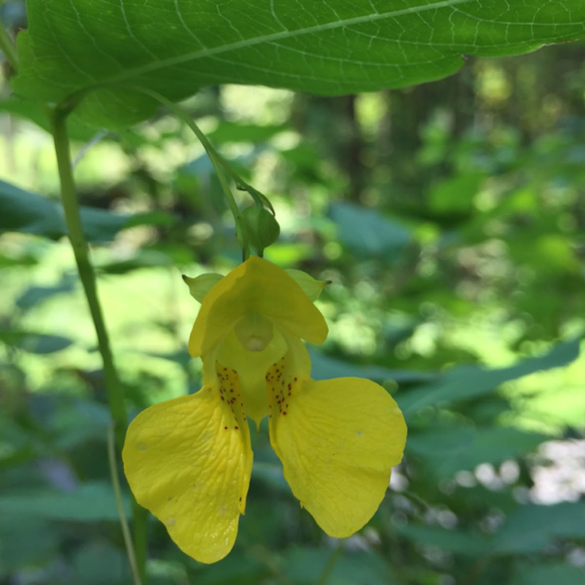 Jewel Weed