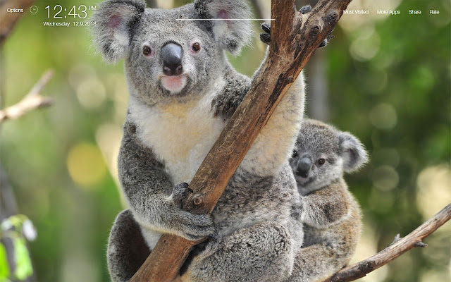 Koala Bear Wallpapers New Tab Background