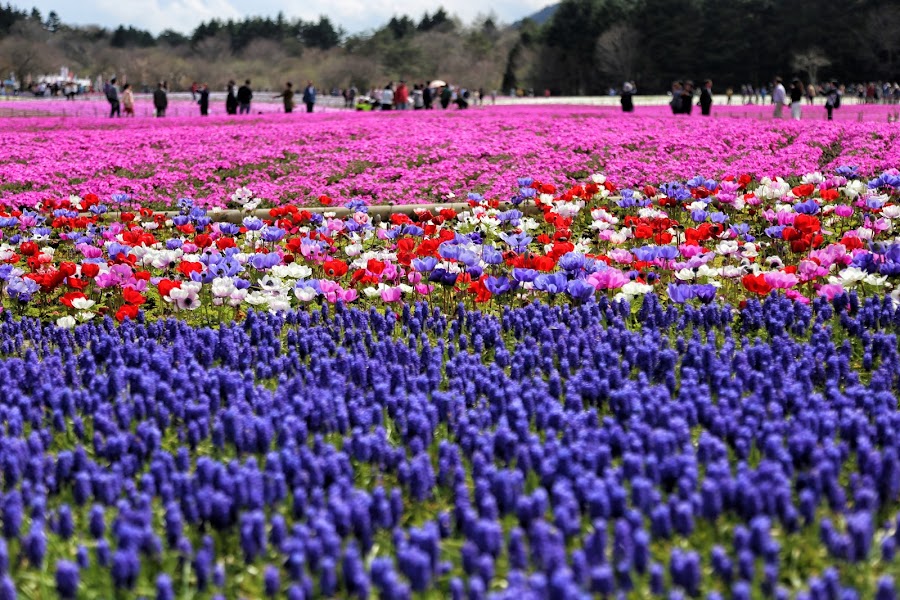 Fuji Shibazakura Festival