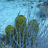 Yellow tube sponge