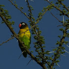 black masked lovebird