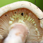 Yellow-staining Milkcap