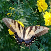 Eastern Tiger Swallowtail