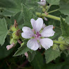 Marsh mallow