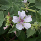 Marsh mallow