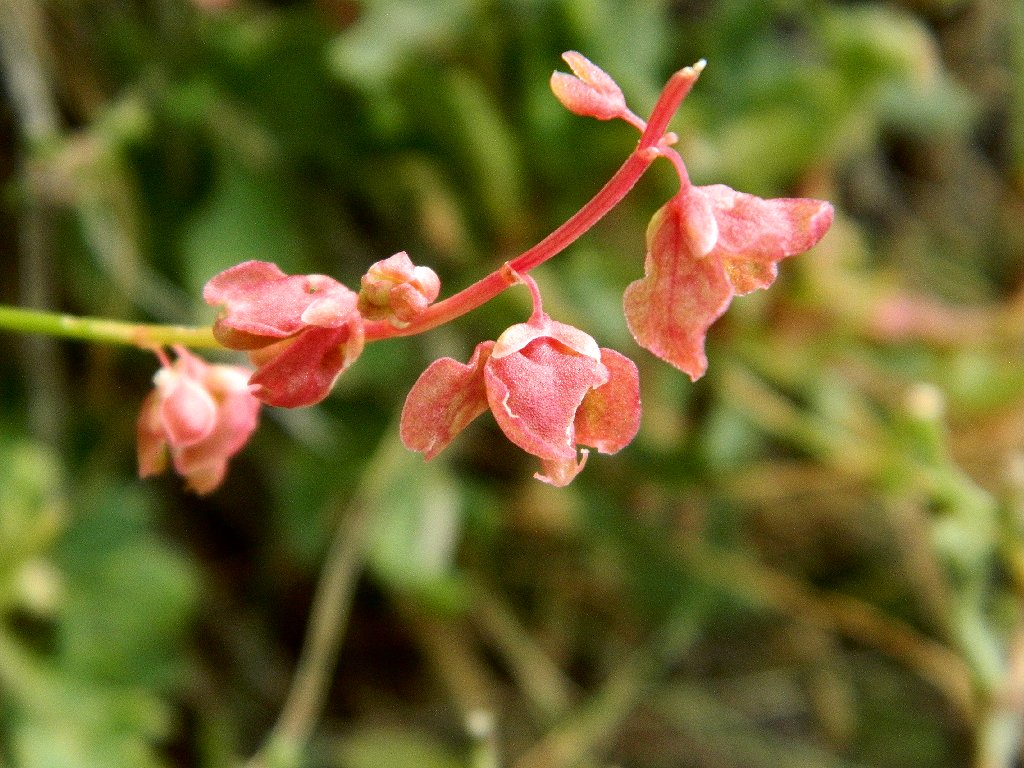 French sorrel