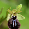 Black Spider Orchid