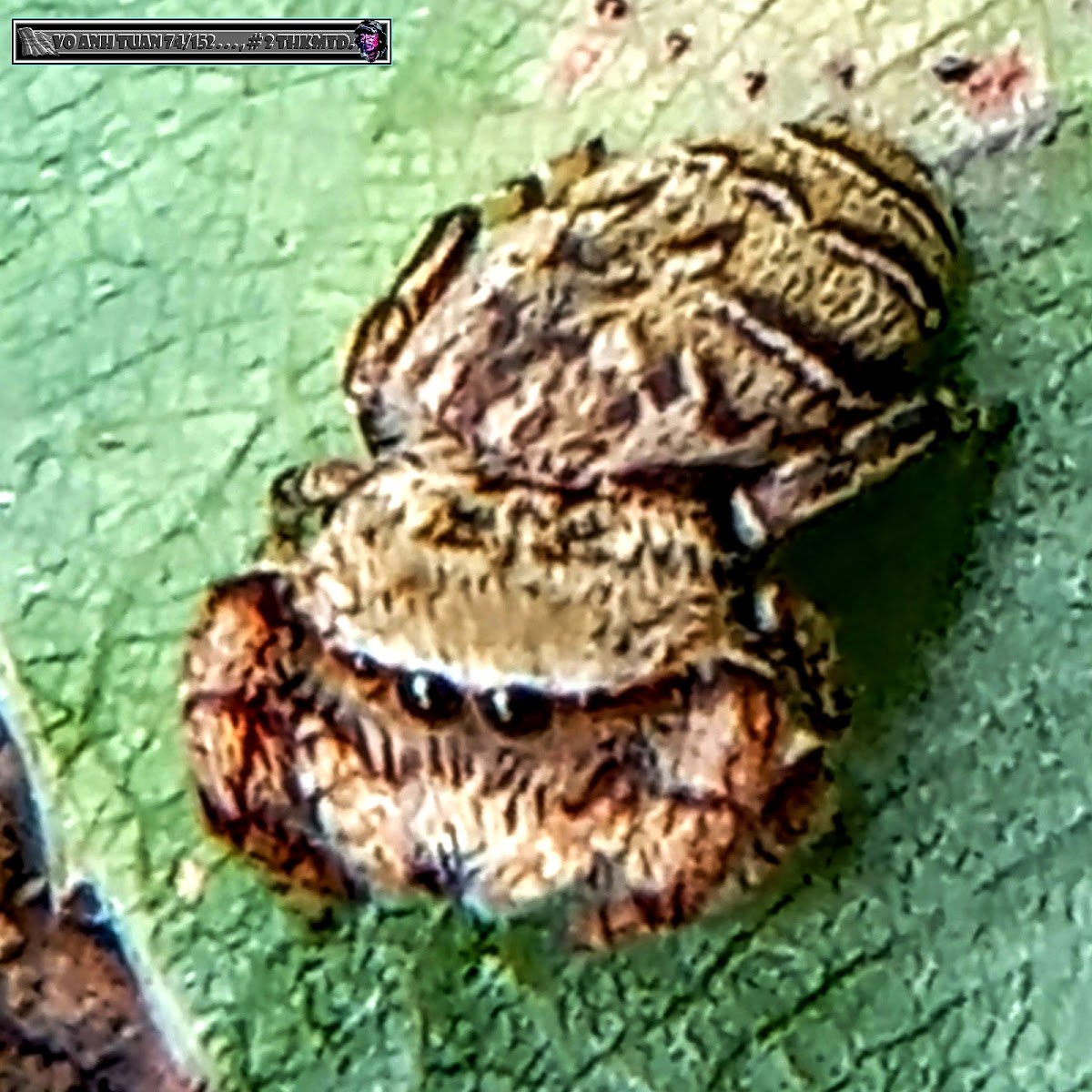 Wasp-mimic jumping spider, female