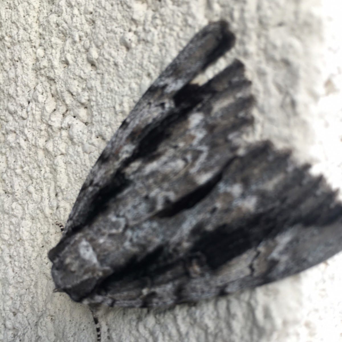 Possible Sweetheart Underwing