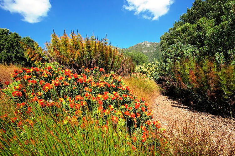 Kirstenbosch National Botanical Garden in Cape Town has a dazzling display of plants that grow in the Cape floral kingdom. Stock photo.