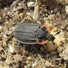 Margined Carrion Beetle