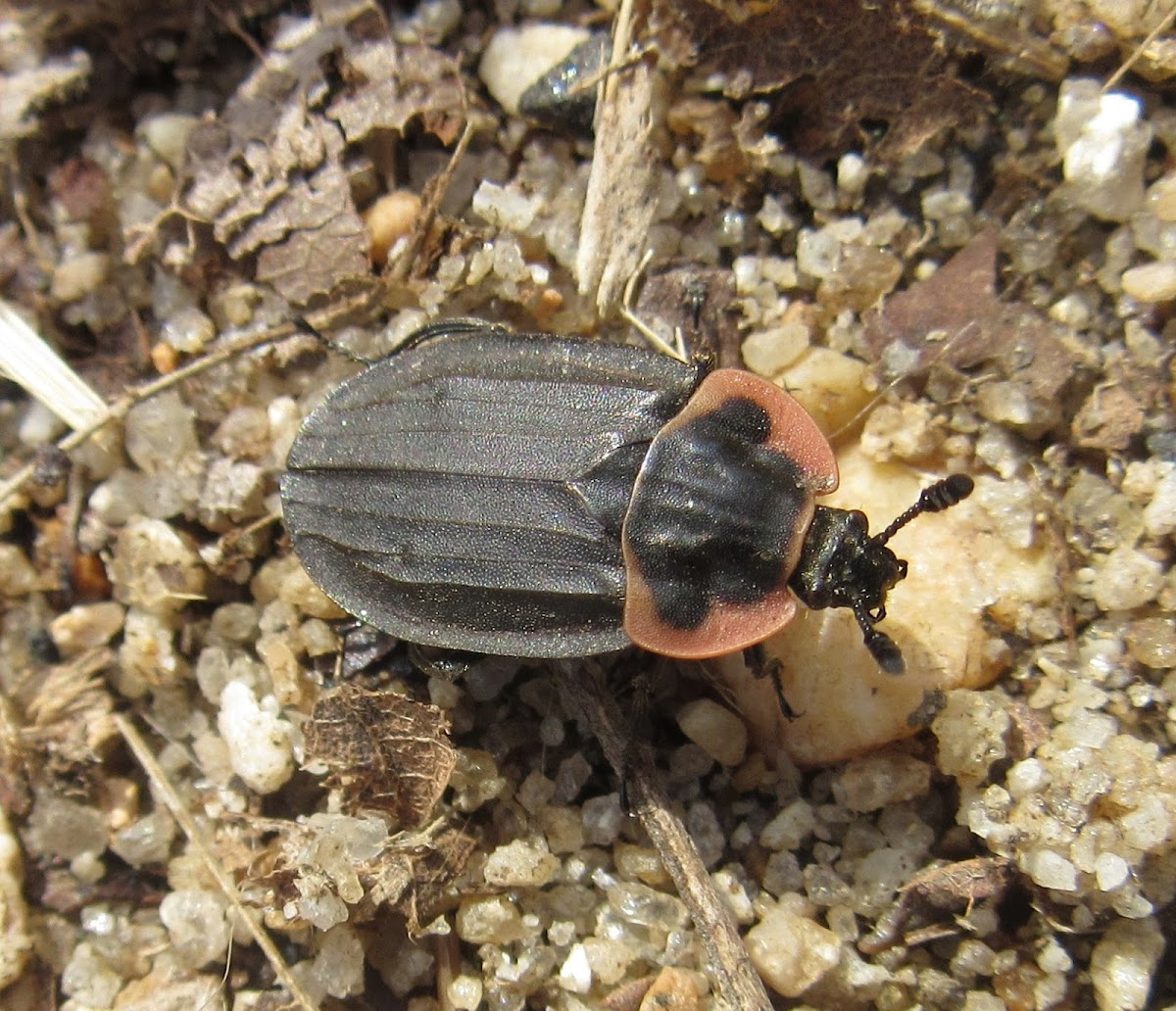 Margined Carrion Beetle