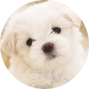 Cute Dogs & Puppies Wallpaper New Tab chrome extension