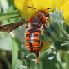 Abeja roja