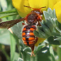 Abeja roja