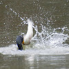 Double-crested Cormorant