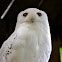 Snowy owl