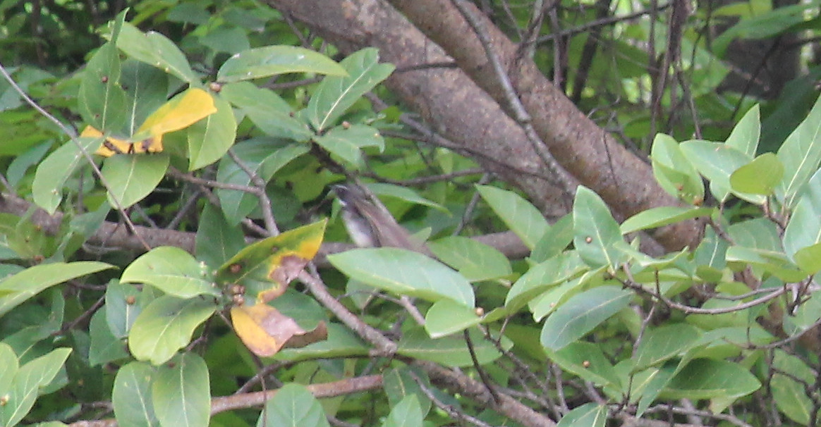 White-browed Fantail