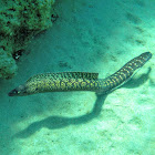 Mediterranean moray