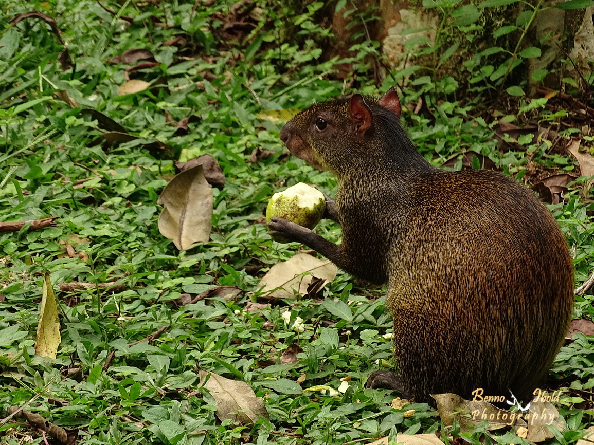 Common agouti