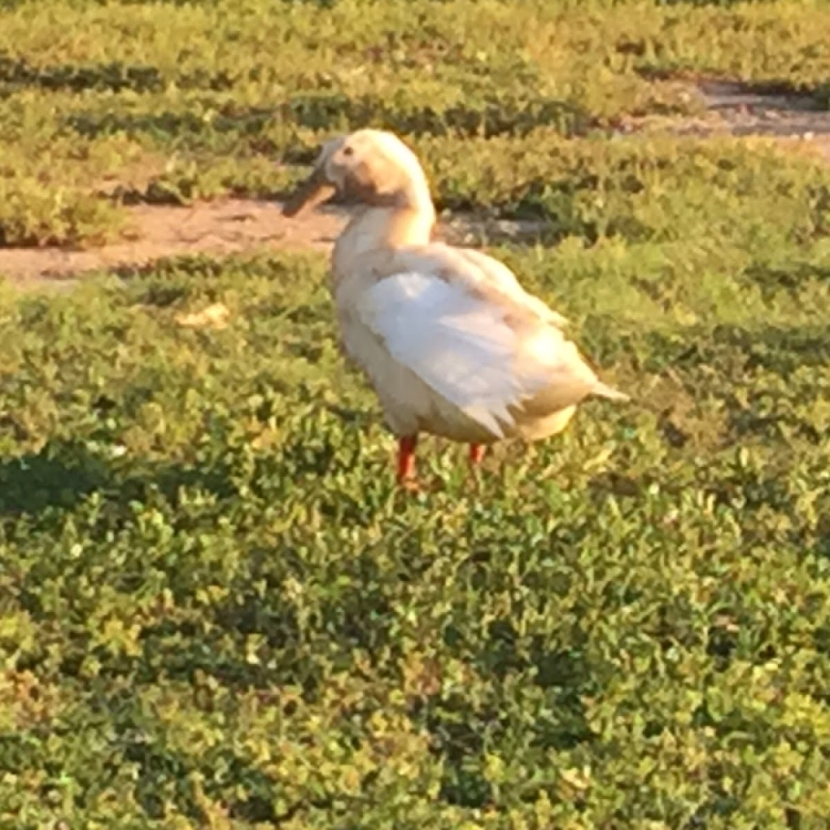 Manky or Domestic Mallard Duck