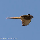 Kestrel; Cernícalo Real