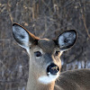 White-tailed Deer