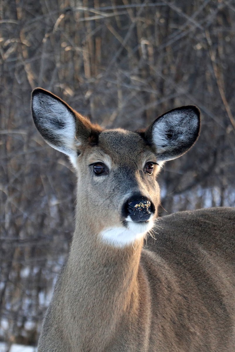 White-tailed Deer