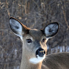 White-tailed Deer