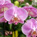 Orchids Wallpapers New Tab Theme