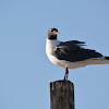 Laughing Gull