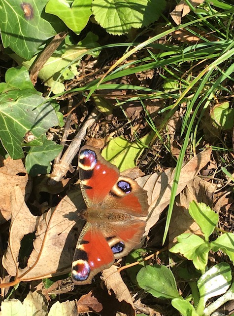 peacock butterfly