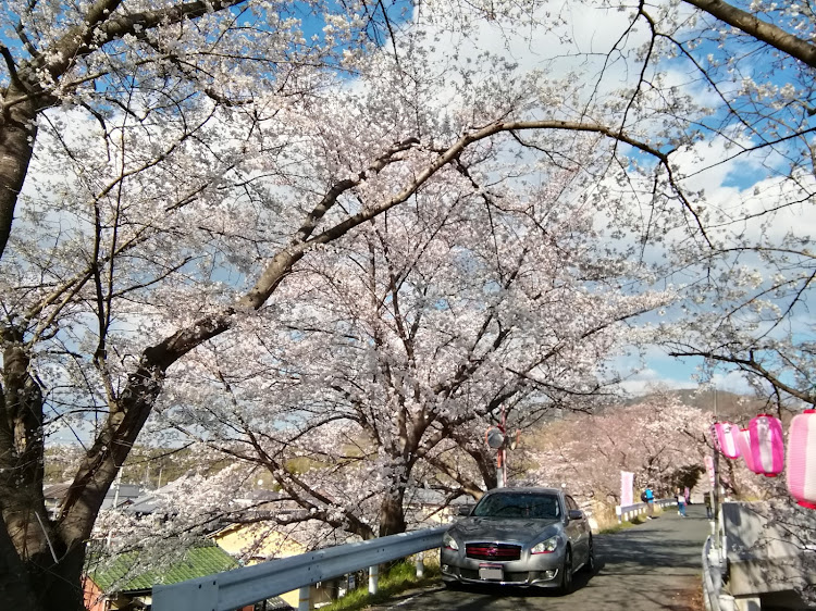 フーガの玉川堤の桜🌸・京都府綴喜郡井手町井手柏原・日本六玉川の一つ・平成の名水百選に関するカスタム事例の投稿画像3枚目