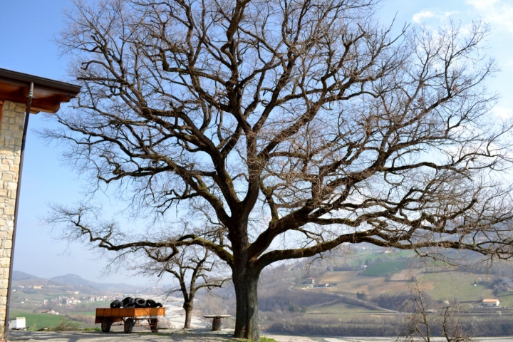 Quercia secolare di pavel956