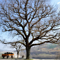 Quercia secolare di 