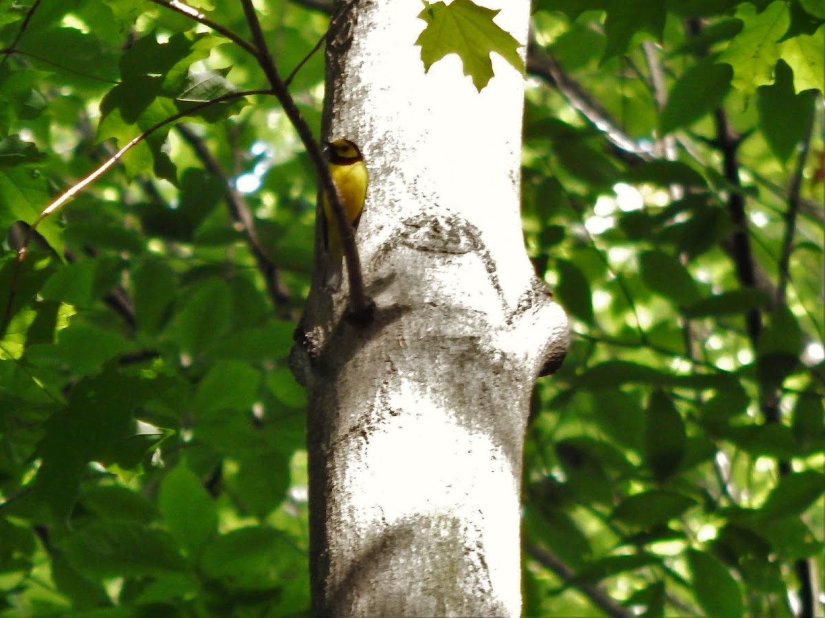 Hooded Warbler