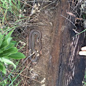 Eastern yellow bellied racer