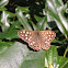 Speckled wood