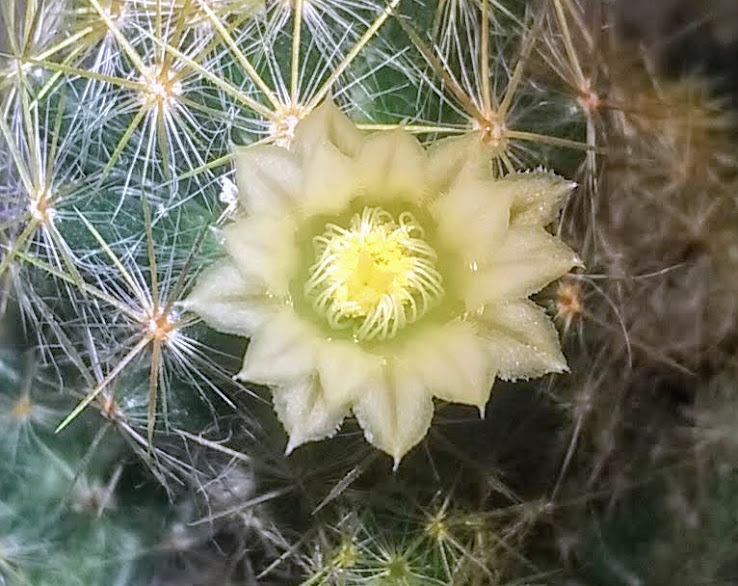 O meu cacto levou cerca de 4 anos para florescer e não frutificou, a flor é miúda, se abre num dia e fecha no outro. Mas valeu a espera ele que já era lindo, ficou ainda mais encantador florindo - Amo porque amo!