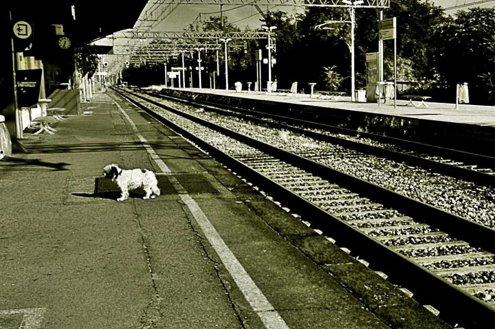 Non si può dire ..non c'è un cane.. di AlfredoNegroni