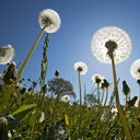 Dandelion - New Tab in HD